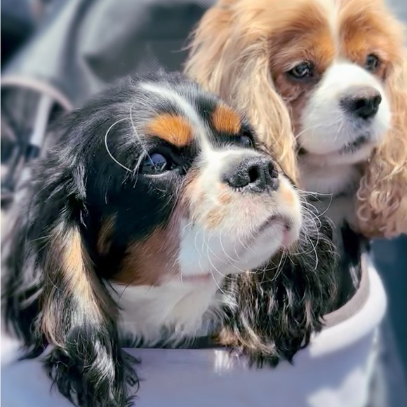 Meet your Posher, Bai! - Picture 9 of 9